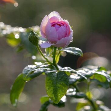 What is Herbydaceous?