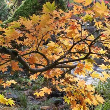 Nature’s Gentle Medicine