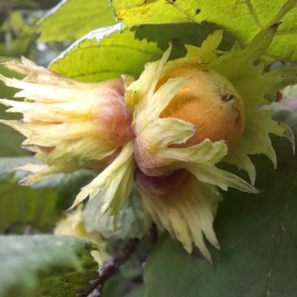 Hazelnut forming in late Summer on a Hazel Tree. Audio reflection for grounding in nature.
