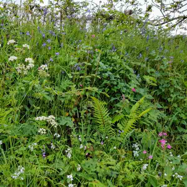 Natural, wild Cornish hedgerow flowering in Summer, verdant green and colourful wild flowers.