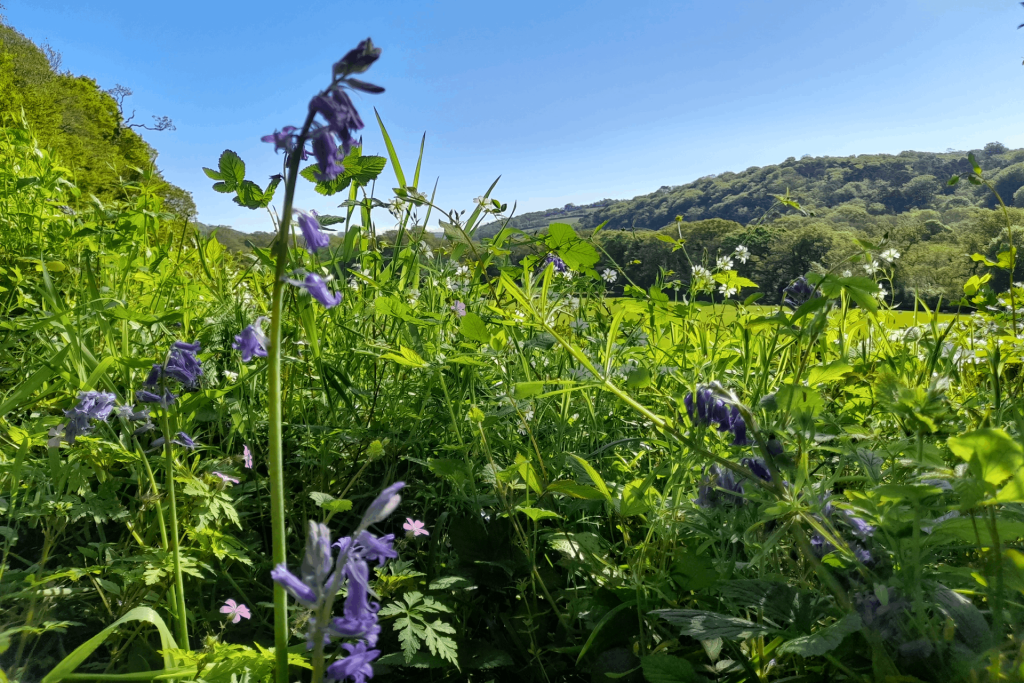 Bluebells in a lush green early summer hedgerow in Cornwall