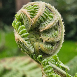 Nature connection and emotional wellbeing for women in midlife, Fern Frond fresh green unfurling in Spring
