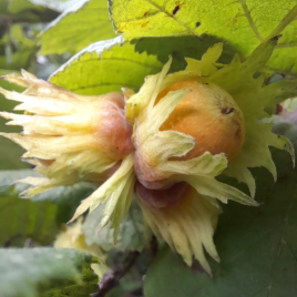 Nature connection and emotional wellbeing for women in midlife, hazelnut ripening on tree in early autumn. Audio reflection for grounding in nature