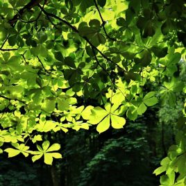 Collection of audio reflections for grounding in nature, supporting emotional wellbeing