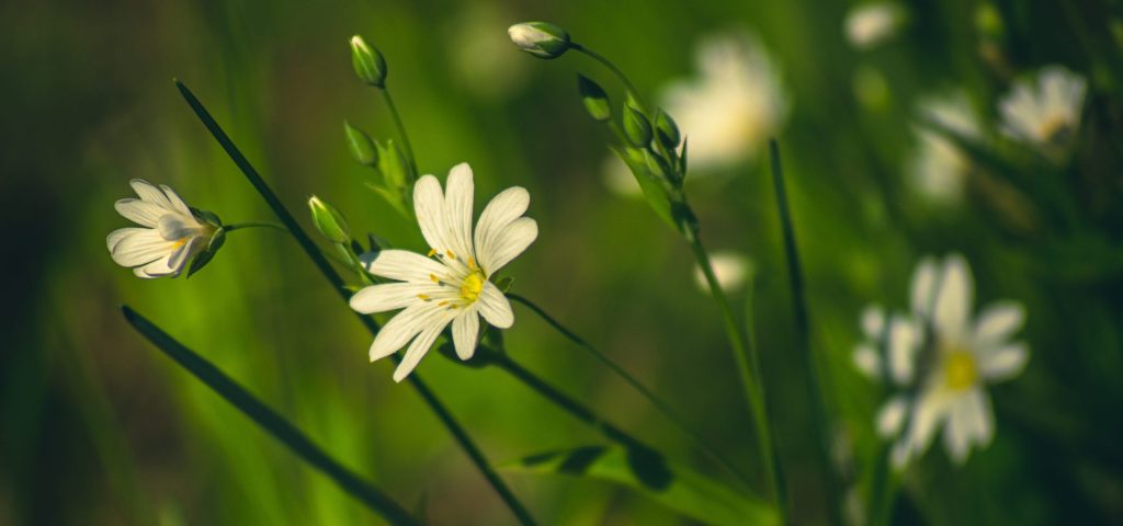 Nature connection and emotional wellbeing for midlife women, yellow flowers in meadow with green grass