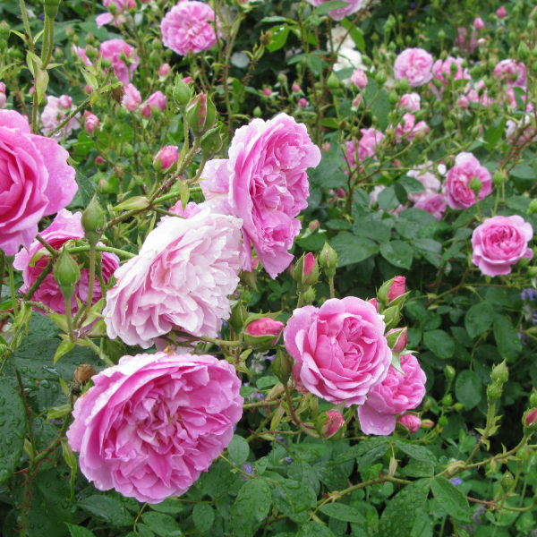 Flowering Reflection - old fashioned fragrant pink roses flowering in garden. Audio reflection for grounding in nature.