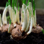 Sprouting Reflection - grounding, trust, stillness, quiet beginnings. Audio reflection for grounding in nature.