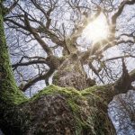 Branching Reflection - mature tree trunk with mossy branches and sunlight. Audio reflection for grounding in nature.